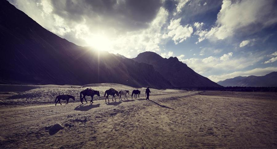 Chamba Camp Diskit Nubra Exteriör bild